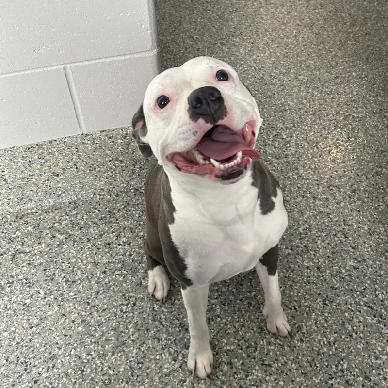 An adult medium-sized female Gray / Blue / Silver Mixed Breed dog named Jupiter for adoption in Dearborn, MI