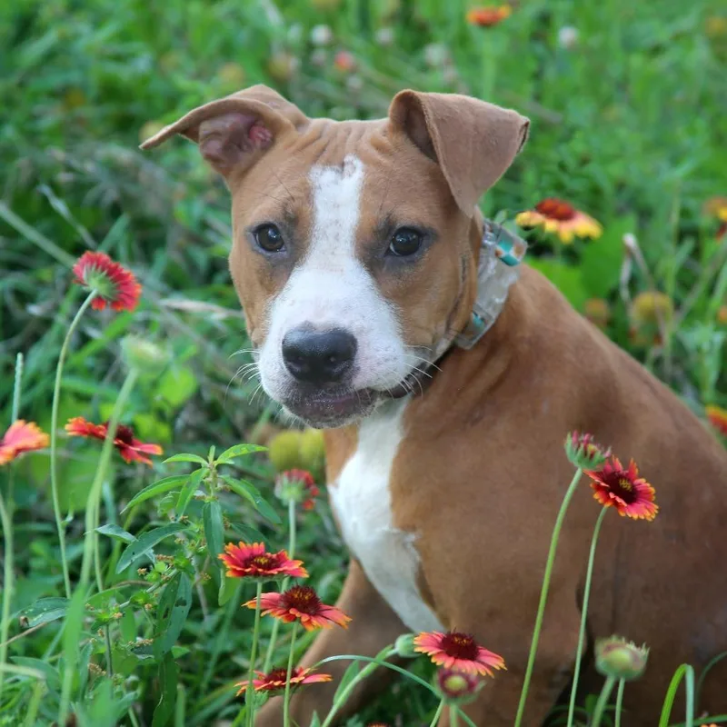 A young medium-sized female Mixed Breed dog named Gravy for adoption in Natchitoches, LA