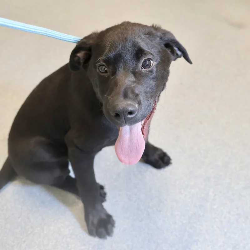 A baby medium-sized male Black Labrador Retriever dog named Duke for adoption in Briarcliff Manor, NY