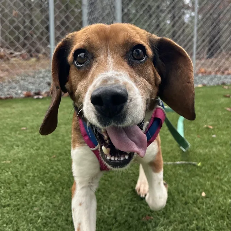 A senior medium-sized male Black Beagle dog named Sheldon for adoption in Troy, VA