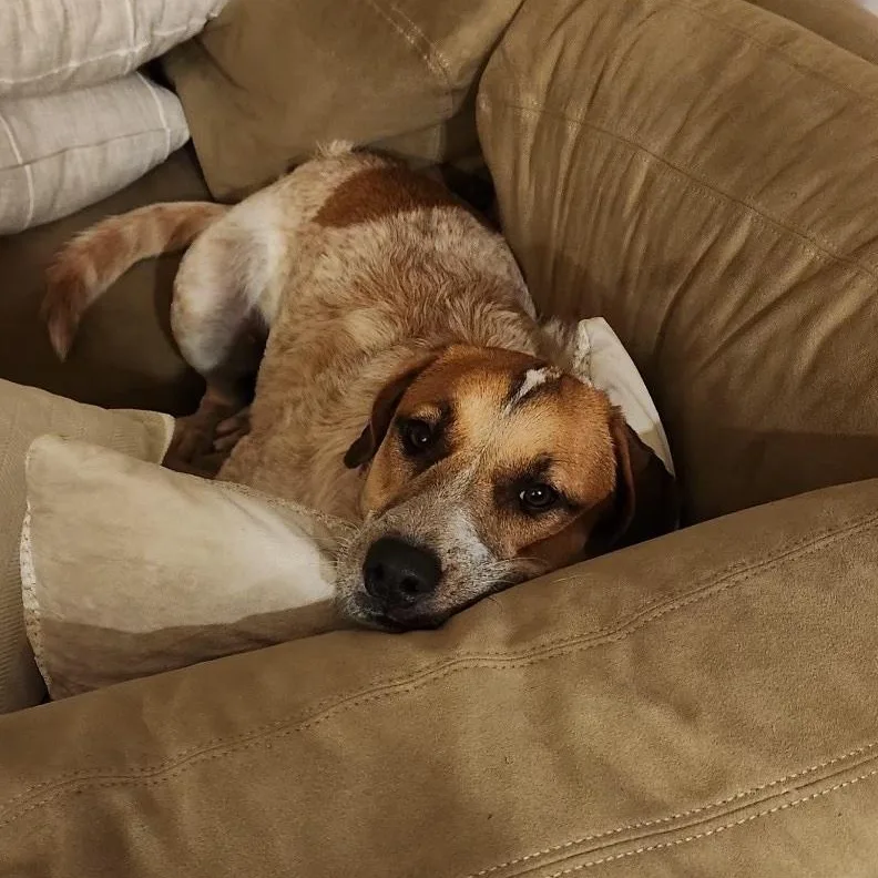 Kamari Rose thumbnail 2