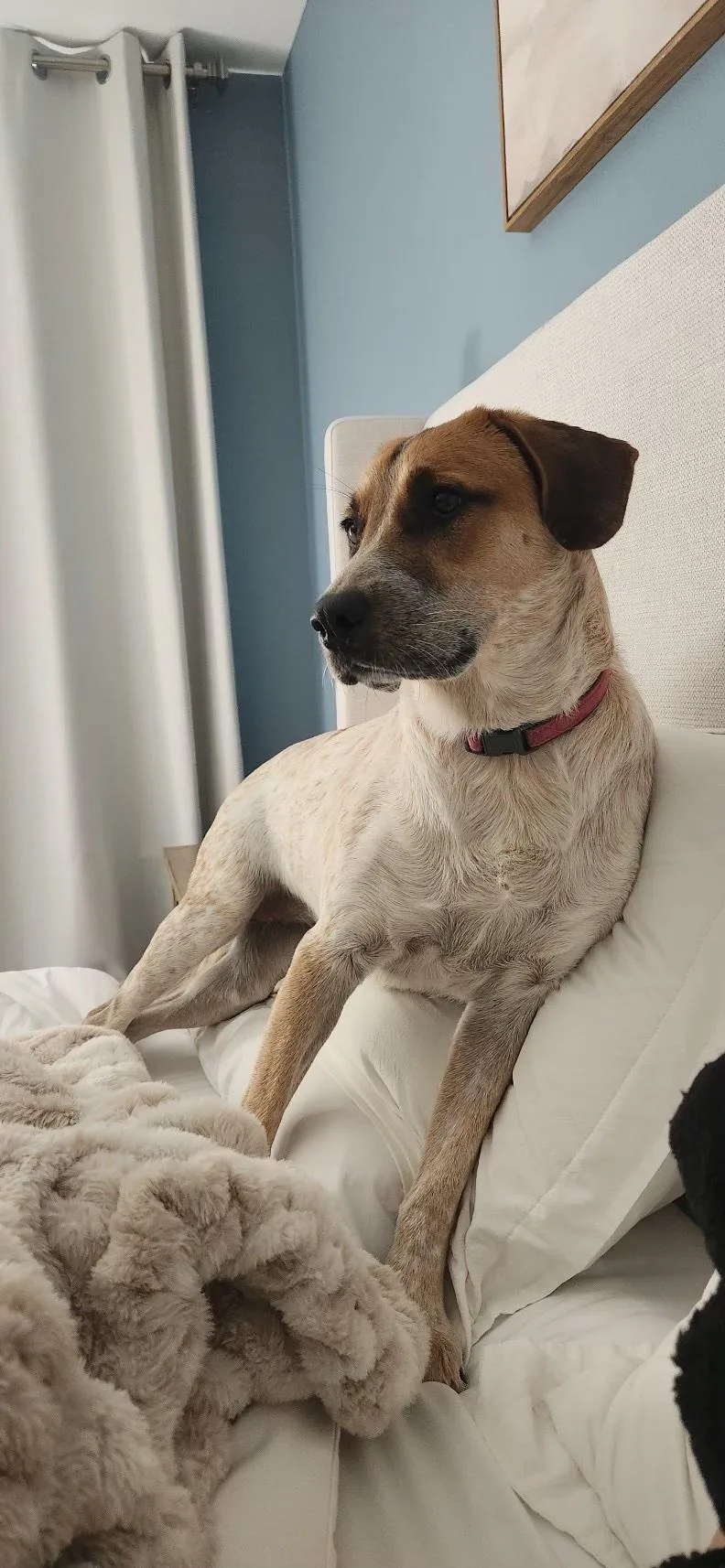 Kamari Rose thumbnail 4