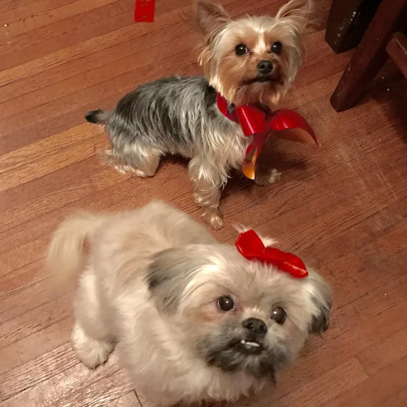 A senior small-sized female Shih Tzu dog named Zoey for adoption in Minneapolis, MN