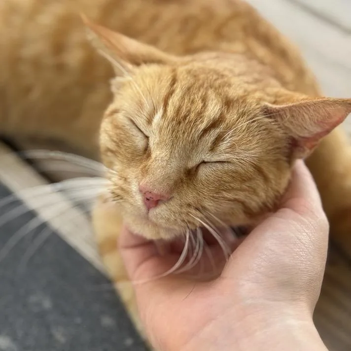 Creamsicle thumbnail 4