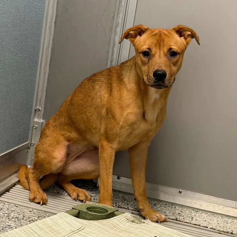 A young medium-sized female Brown / Chocolate Mixed Breed dog named Megara for adoption in Dayton, OH
