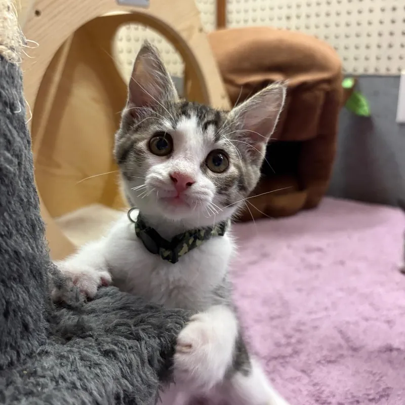 A baby small-sized female Brown / Chocolate Domestic Short Hair cat named Crystal for adoption in Greenfield, IN