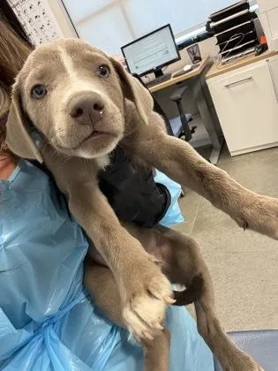 A baby small-sized female Hound dog named VooDoo for adoption in Fresno, CA