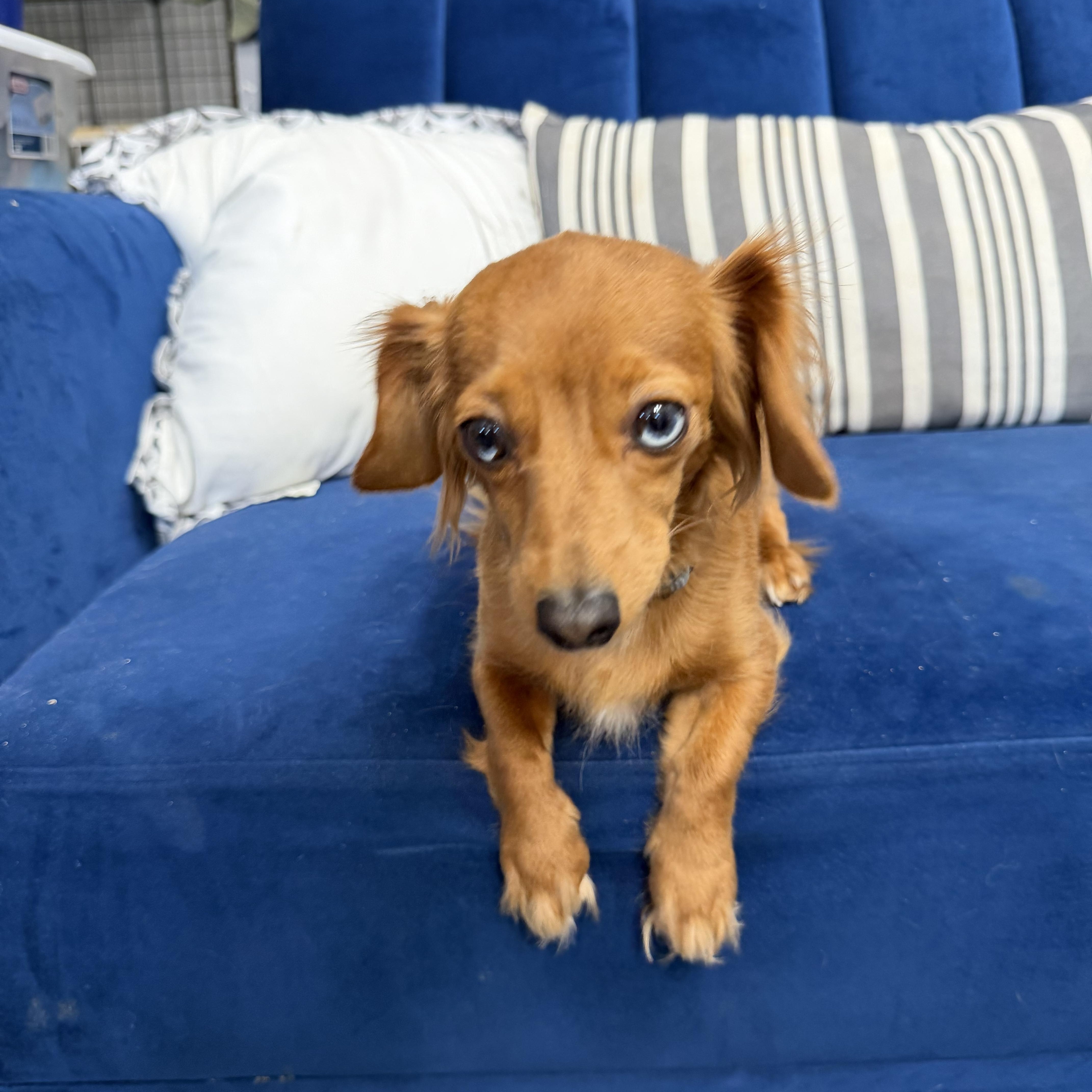 A young small-sized female Golden Miniature Dachshund dog named Honey for adoption in Hartford, KY