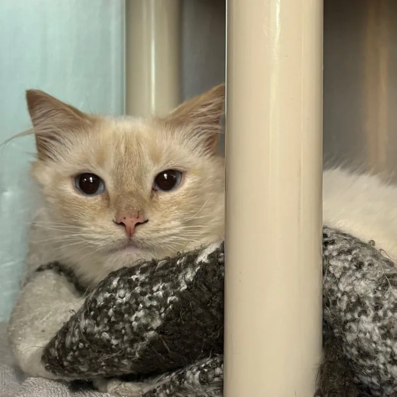 An adult small-sized female Flame Point Siamese cat named Snow for adoption in Springfield, MA
