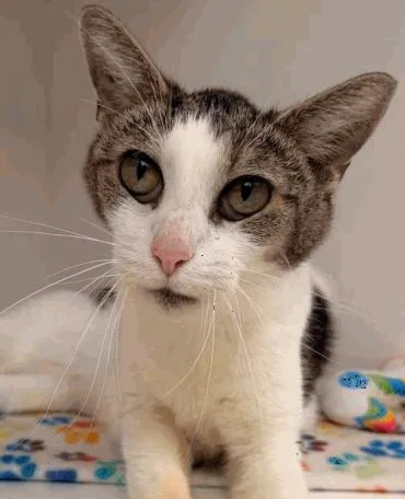 An adult medium-sized female Brown / Chocolate Domestic Short Hair cat named Tux for adoption in Cincinnati, OH