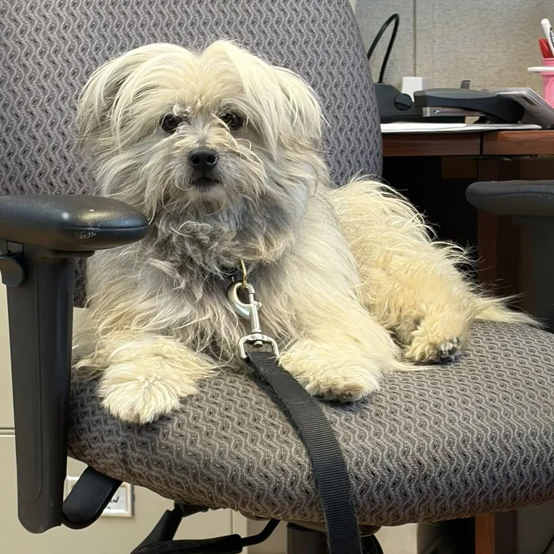 An adult small-sized male White / Cream Maltipoo dog named Fred for adoption in Washington, PA