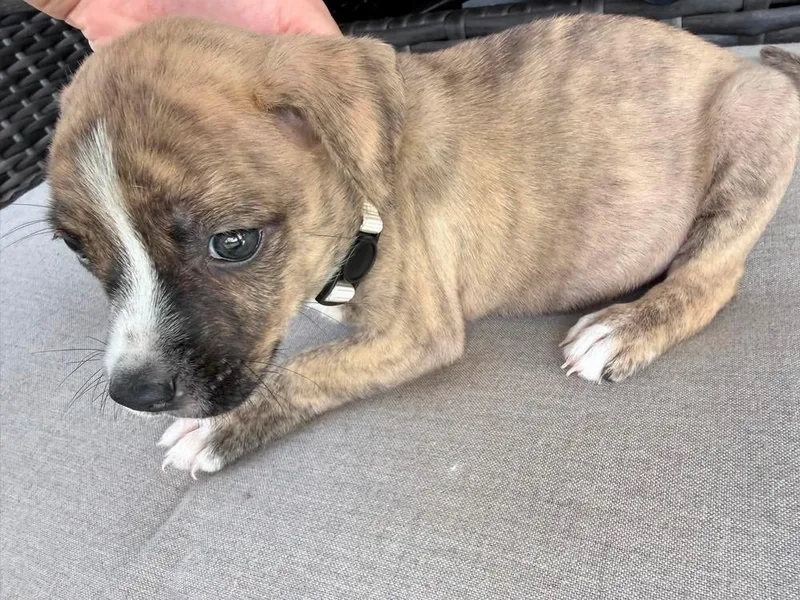 A baby small-sized male American Bulldog dog named Hux  Hattie for adoption in Lakeland, FL