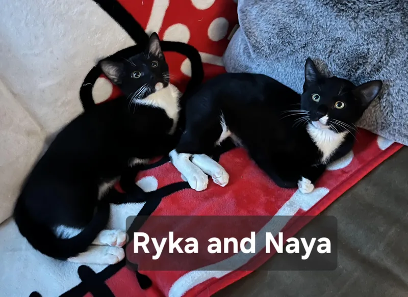 Ryka thumbnail 4