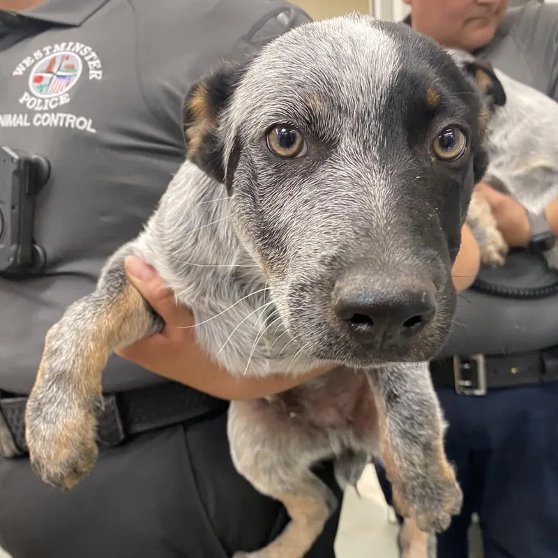An adult medium-sized male Gray / Blue / Silver Australian Cattle Dog / Blue Heeler dog named McIntyre for adoption in Westminster, CA