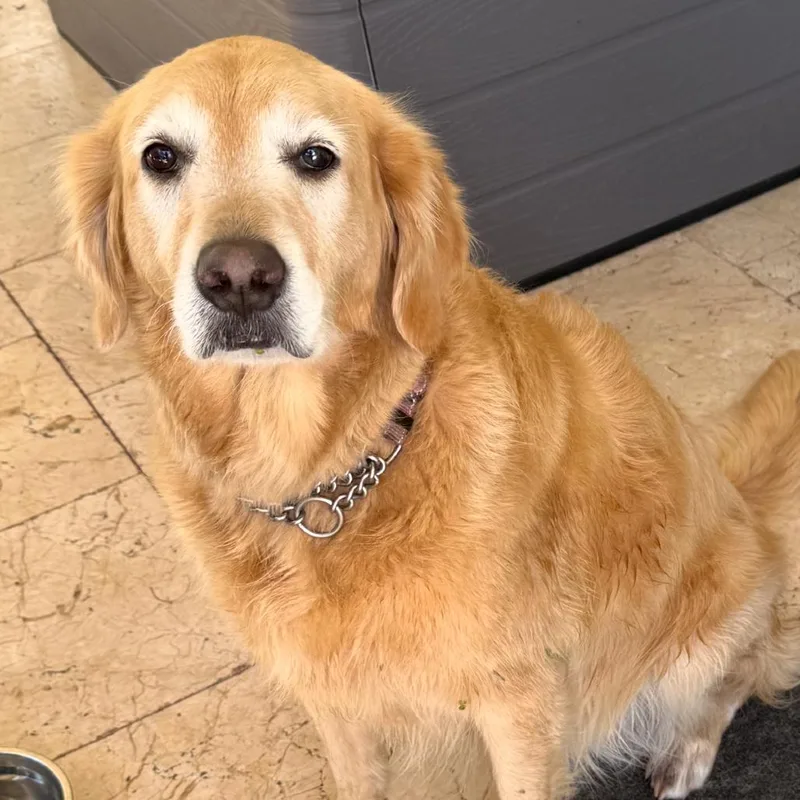 An adult medium-sized female Golden Retriever dog named Belle for adoption in LOXAHATCHEE, FL