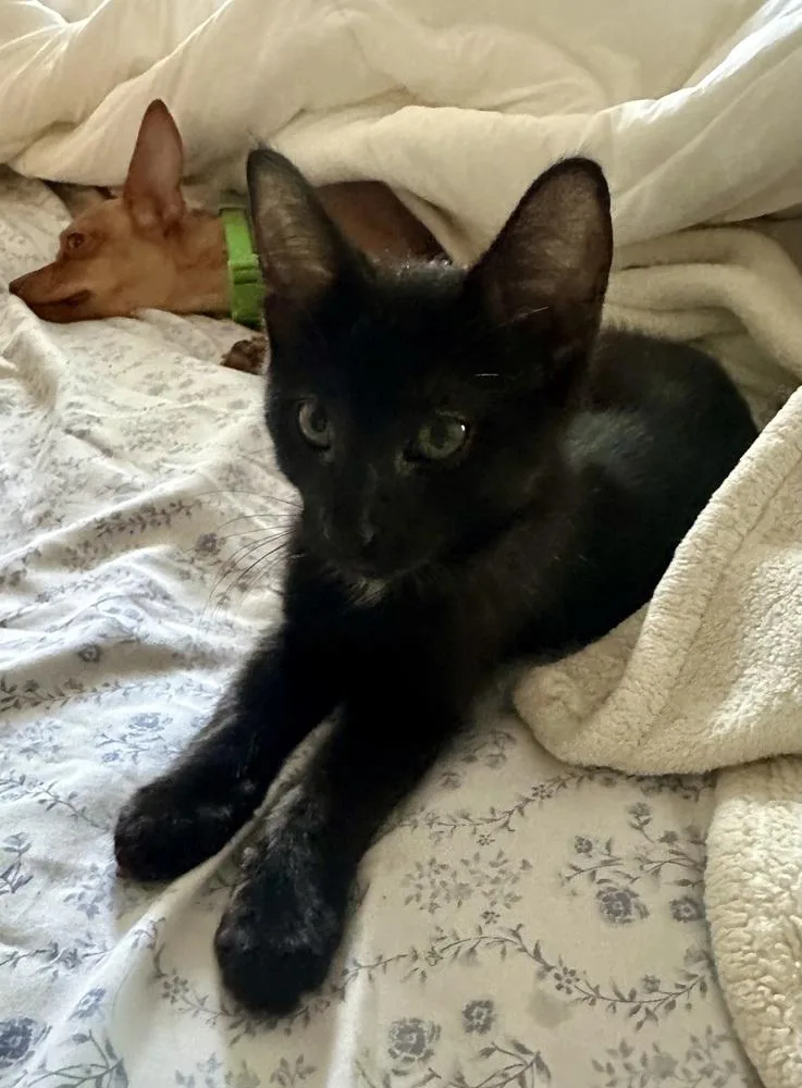 A baby small-sized male Black Domestic Short Hair cat named Vanilla for adoption in Plymouth, MI