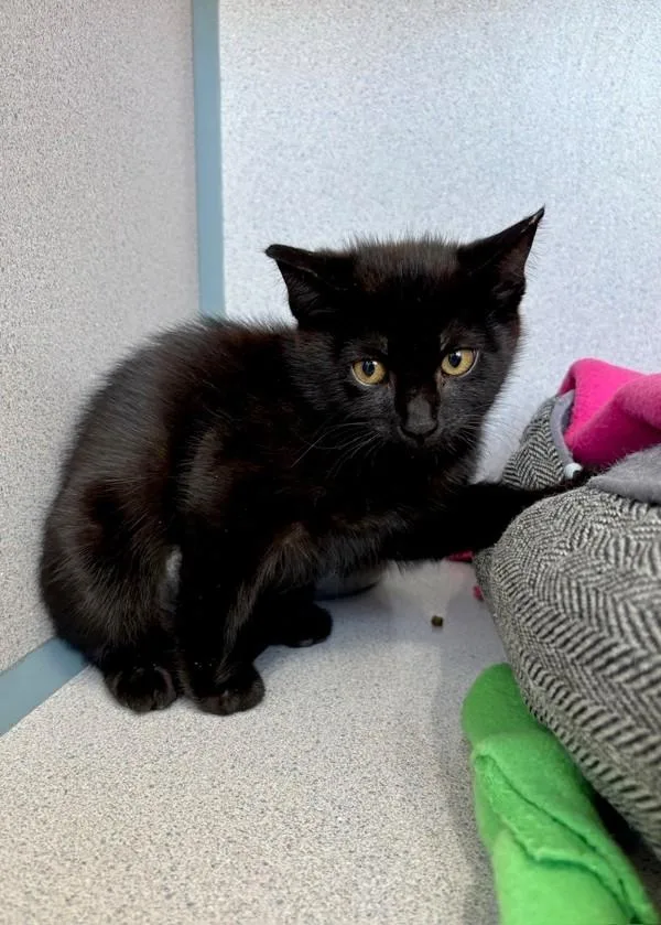 A baby small-sized female Domestic Short Hair cat named Tajin for adoption in Skillman, NJ