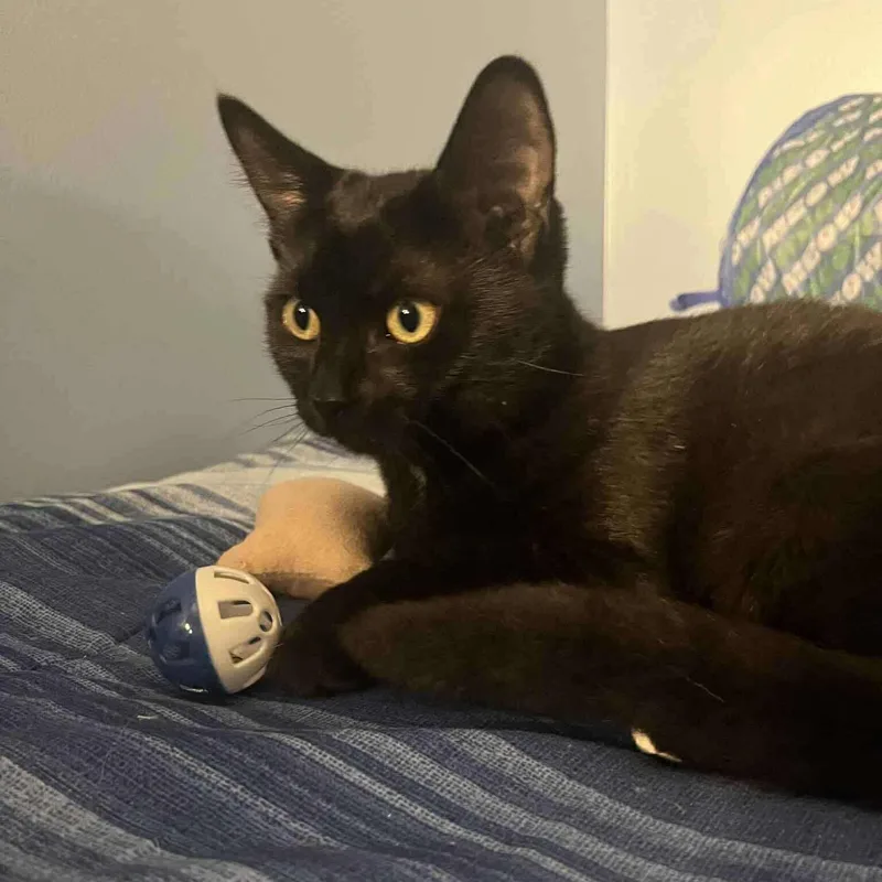 Tuffertina thumbnail 2