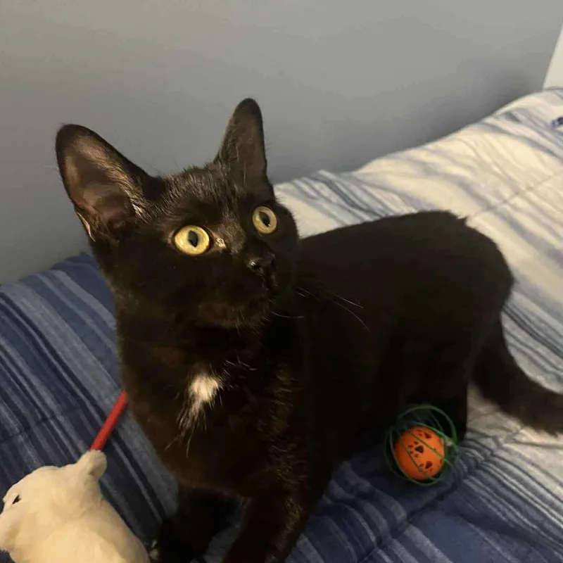 Tuffertina thumbnail 3