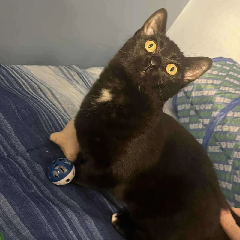 Tuffertina thumbnail 4