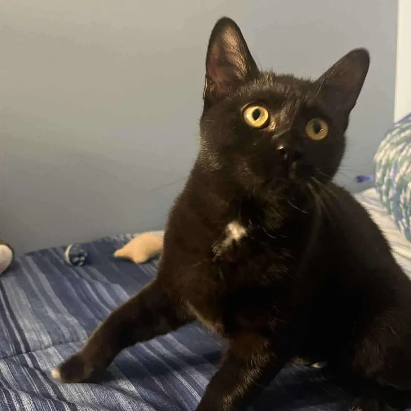 Tuffertina thumbnail 6