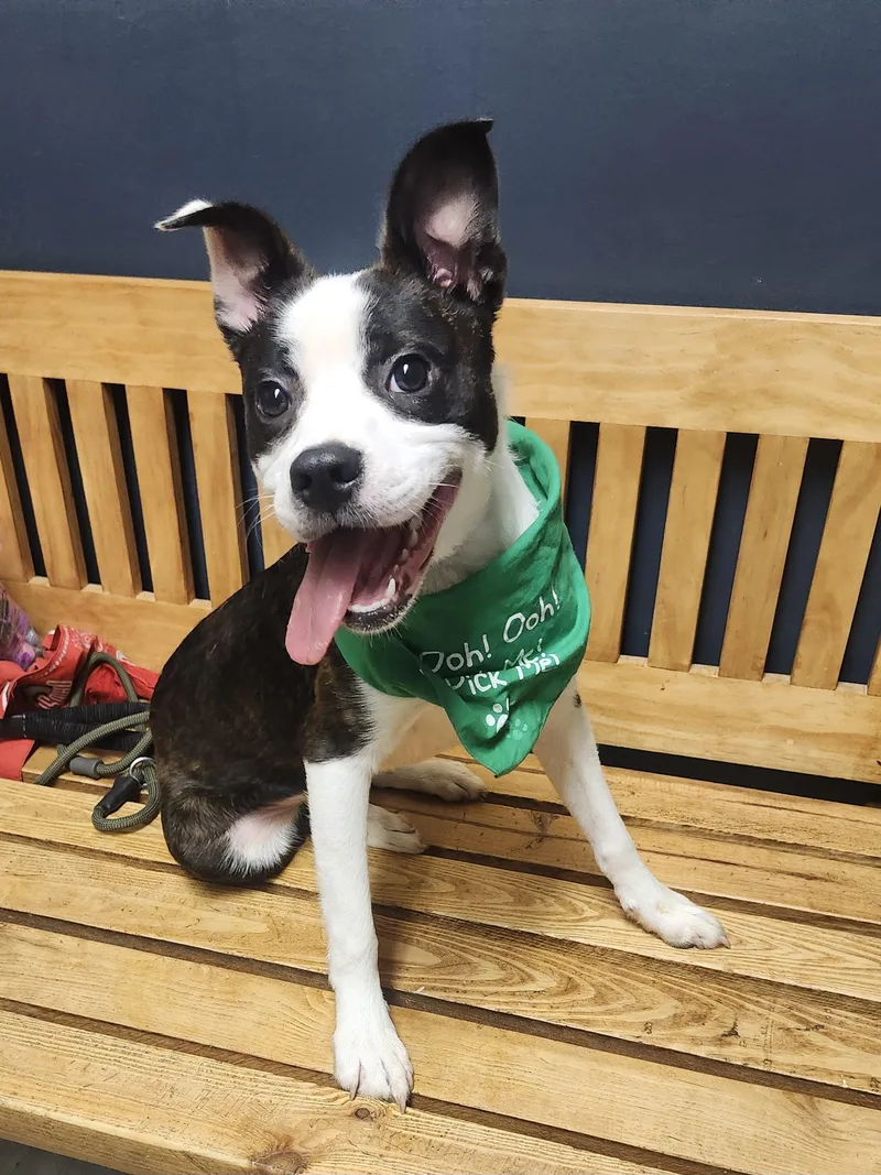 A baby medium-sized male Black Border Collie dog named Fawkes for adoption in Mansfield, OH