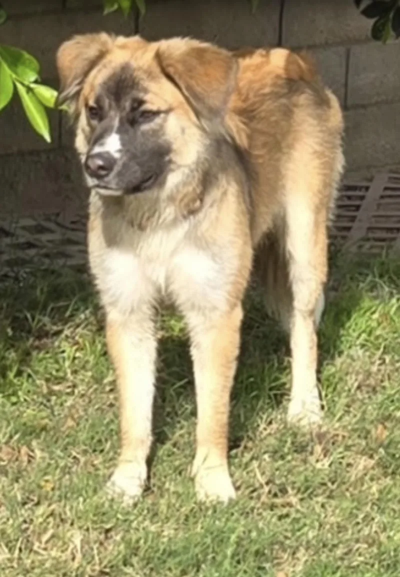 A young large-sized female Tricolor (Brown, Black, & White) Golden Retriever dog named Daisy for adoption in Coachella, CA