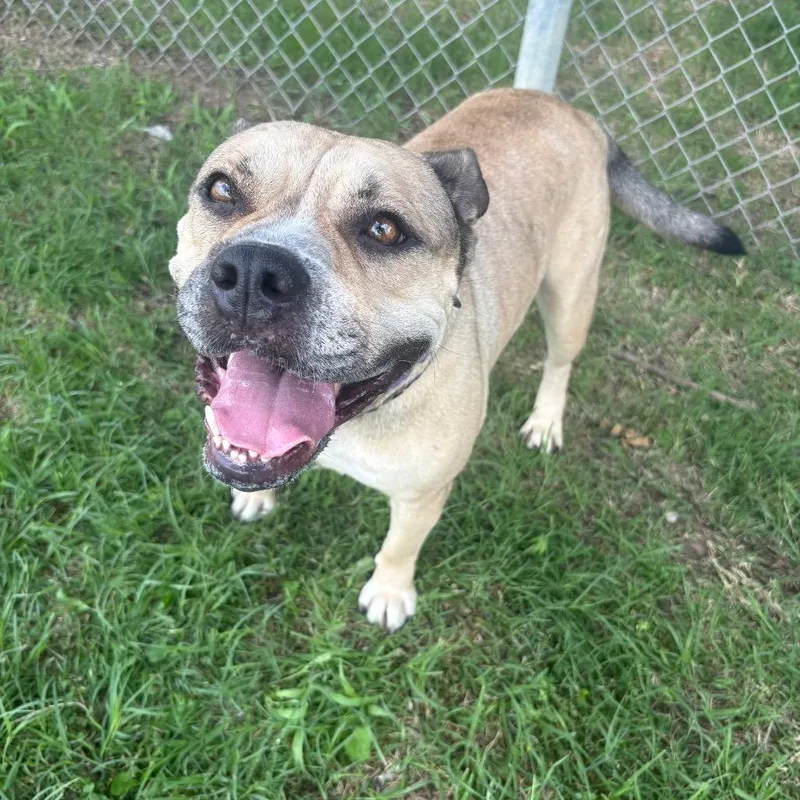 An adult small-sized female Yellow / Tan / Blond / Fawn English Bulldog dog named Nyla D for adoption in Corsicana, TX