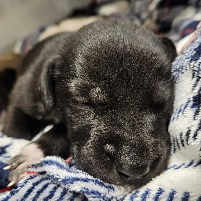 A baby small-sized female Black Labrador Retriever dog named Aubrey for adoption in Austin, TX