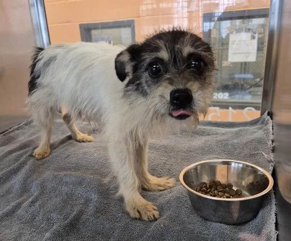 An adult small-sized female Terrier dog named Pen  Ariel for adoption in Lawrenceville, GA