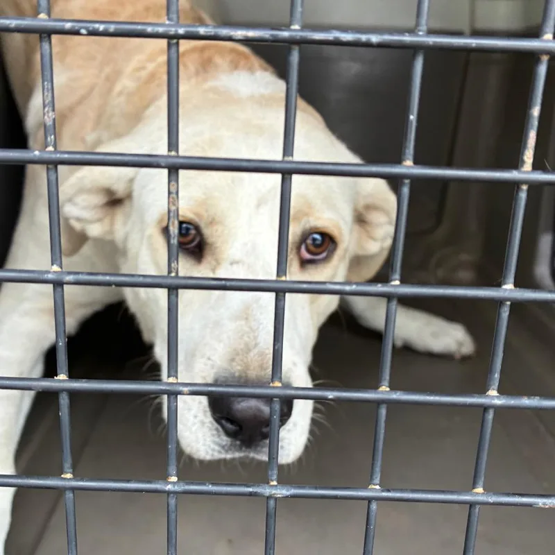An adult large-sized male Labrador Retriever dog named Archie for adoption in Montgomery, AL