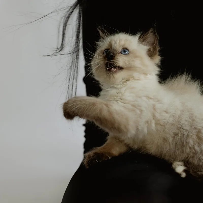 A baby medium-sized female Seal Point Siamese cat named Aspen for adoption in Wilmington, NC