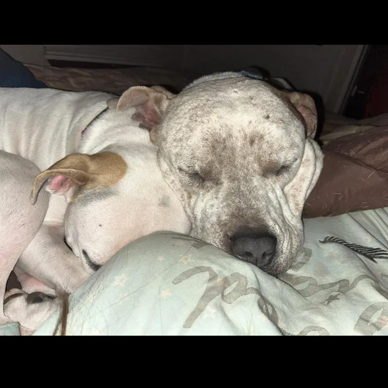 An adult medium-sized male Sable Mixed Breed dog named Budha for adoption in Magnolia, TX