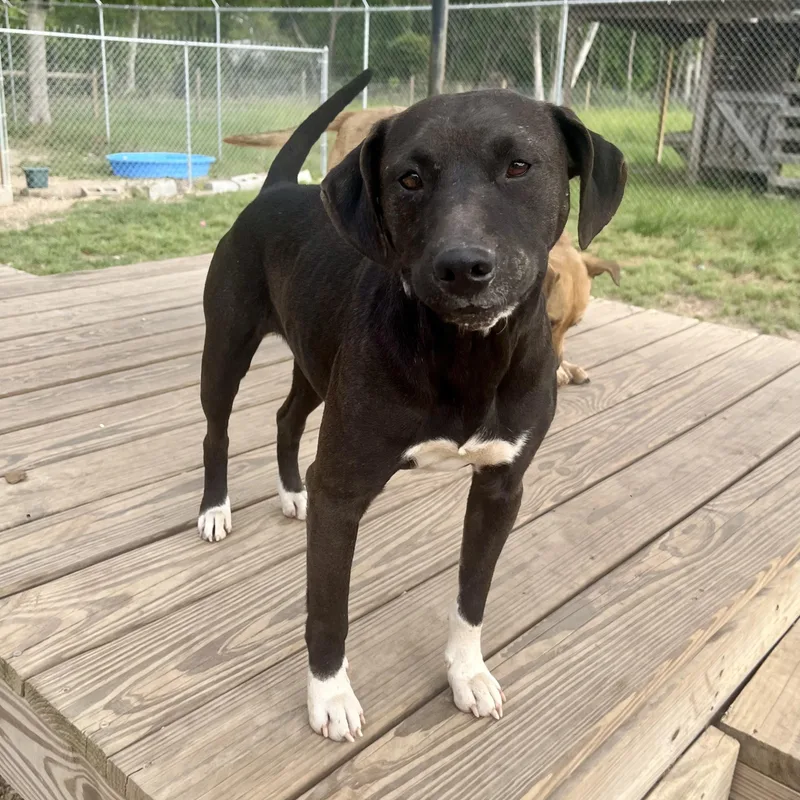 An adult medium-sized female Black Labrador Retriever dog named Boots for adoption in Brewton, AL