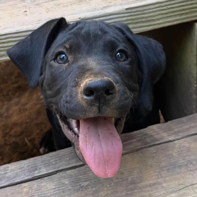 A baby medium-sized male Mixed Breed dog named Diesel for adoption in Pasadena , MD