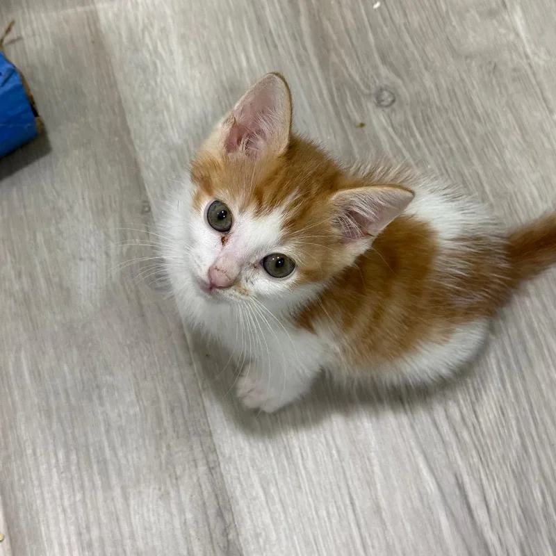 A baby small-sized male Orange / Red Domestic Medium Hair cat named Shut The Front Door for adoption in Westminster, CA