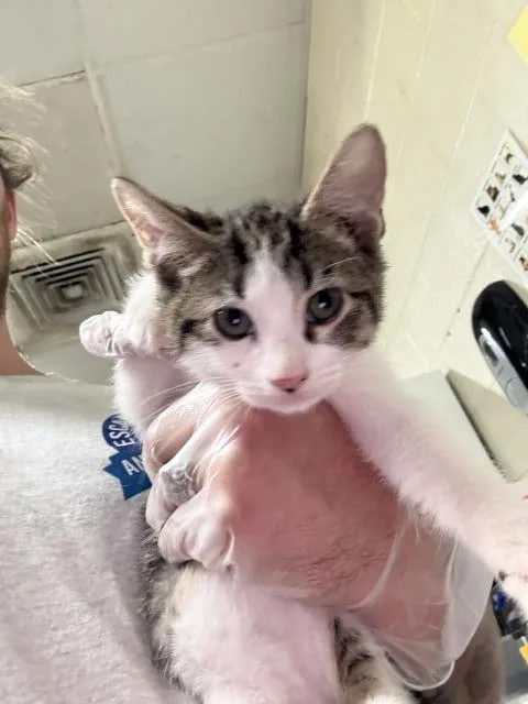 A baby medium-sized male Domestic Short Hair cat named Oswald for adoption in Pensacola, FL
