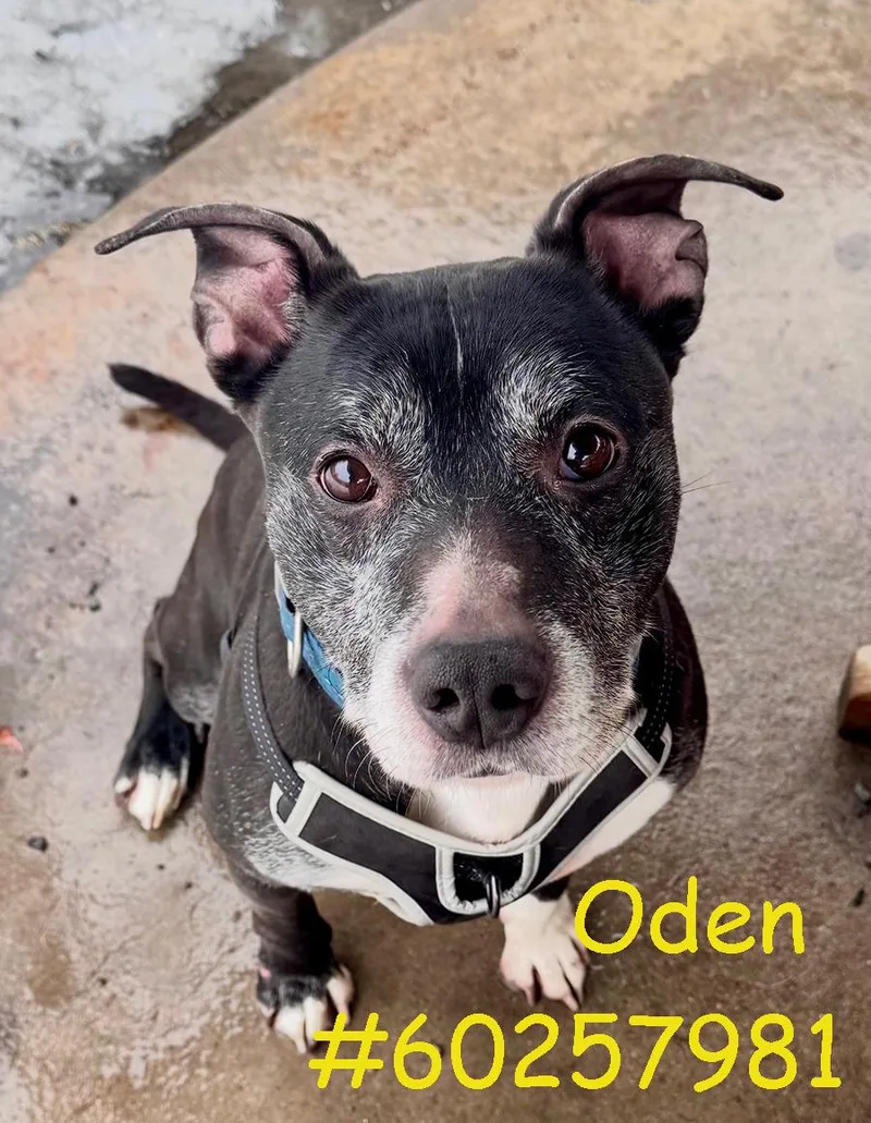 Oden