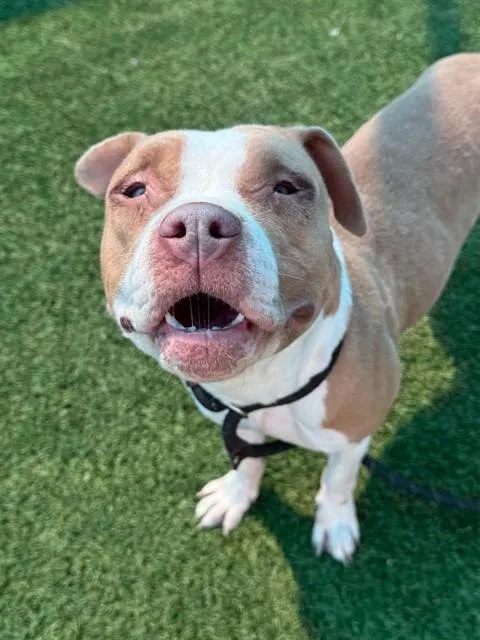 A young large-sized female Mixed Breed dog named Deana for adoption in Dallas, TX