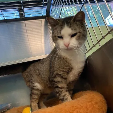 An adult medium-sized female White Domestic Short Hair cat named Maddy for adoption in Dayton, OH