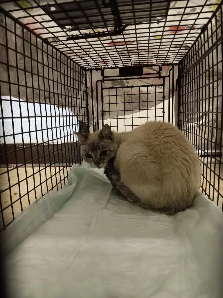 A young medium-sized female Domestic Short Hair cat named Lilac for adoption in New Braunfels, TX