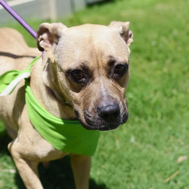 An adult medium-sized female American Staffordshire Terrier dog named Lulu for adoption in San Antonio, TX