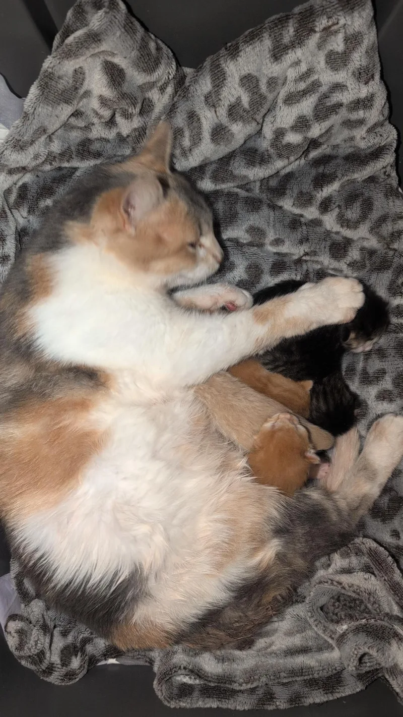 An adult small-sized female Dilute Calico cat named Valentine for adoption in Gardnerville, NV