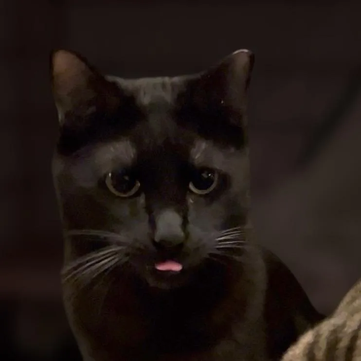 An adult small-sized male Black Domestic Short Hair cat named Frederick for adoption in Pacific Palisades, CA