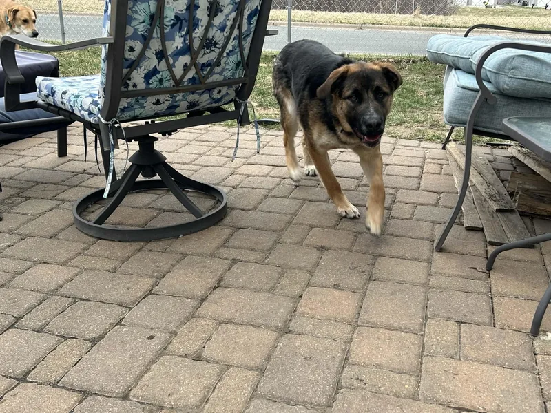 Mavericki thumbnail 3