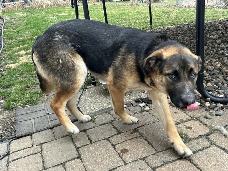 Mavericki thumbnail 4