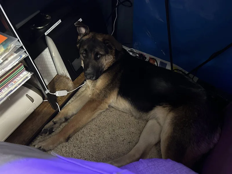 Mavericki thumbnail 5