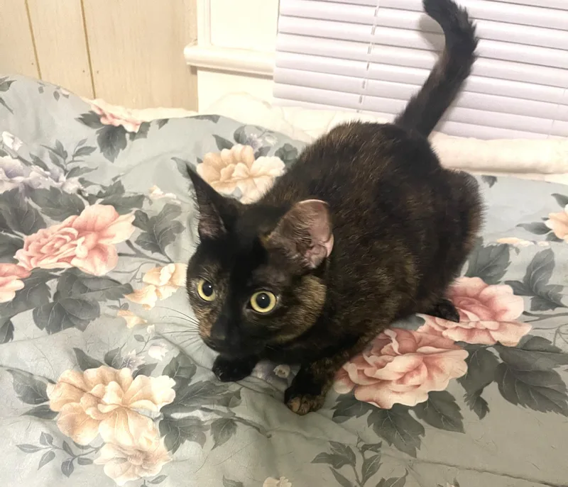 An adult medium-sized female Tortoiseshell Domestic Short Hair cat named Allie for adoption in Charlotte, NC