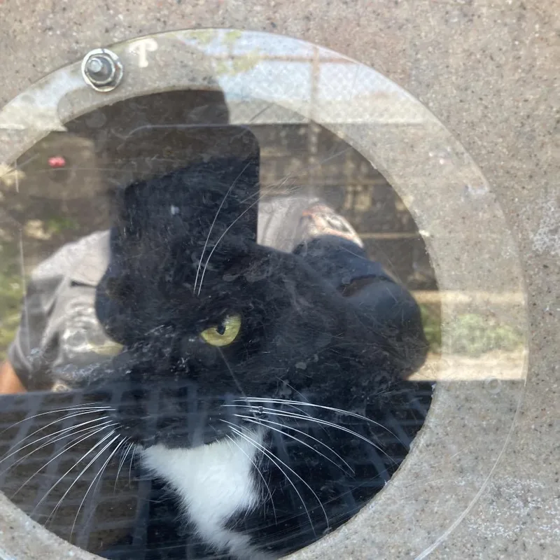 An adult medium-sized female Black Domestic Short Hair cat named Smooth for adoption in Philadelphia, PA