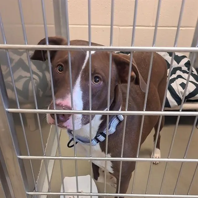 An adult medium-sized female Mixed Breed dog named Queen for adoption in Dallas, TX